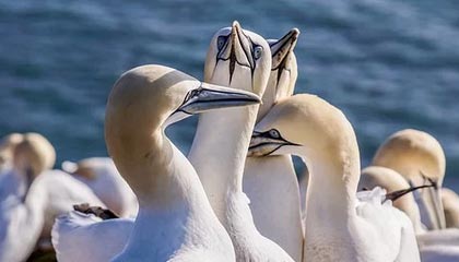 爱游戏大厅-阿尔艾因赛前战术培训，提升比赛执行力