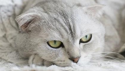 爱游戏官方-黑白之魂觉醒！尤文图斯逆天翻盘夜，撕裂蓝黑王朝梦