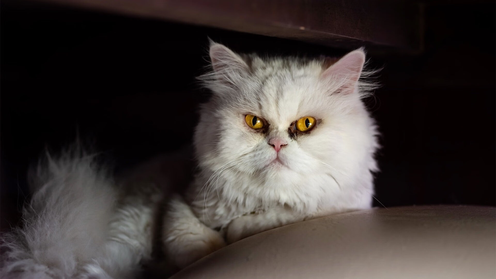 踢向世界的任意球，欧冠角力场外，乌克兰冲击波如何攻破牙买加球门？