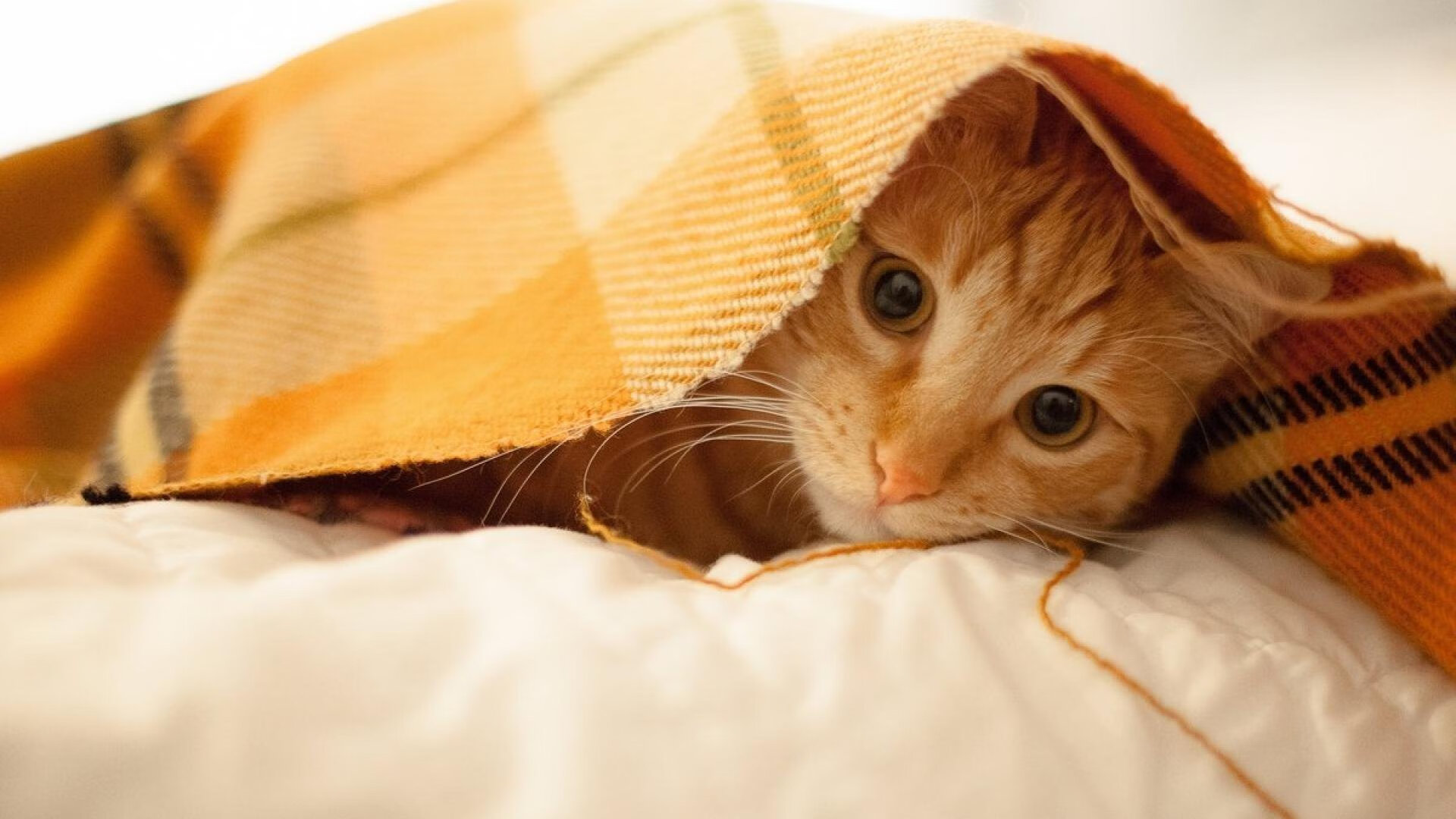 爱游戏娱乐-詹姆斯进攻端无人可挡，上海队力克浙江队迎关键胜利