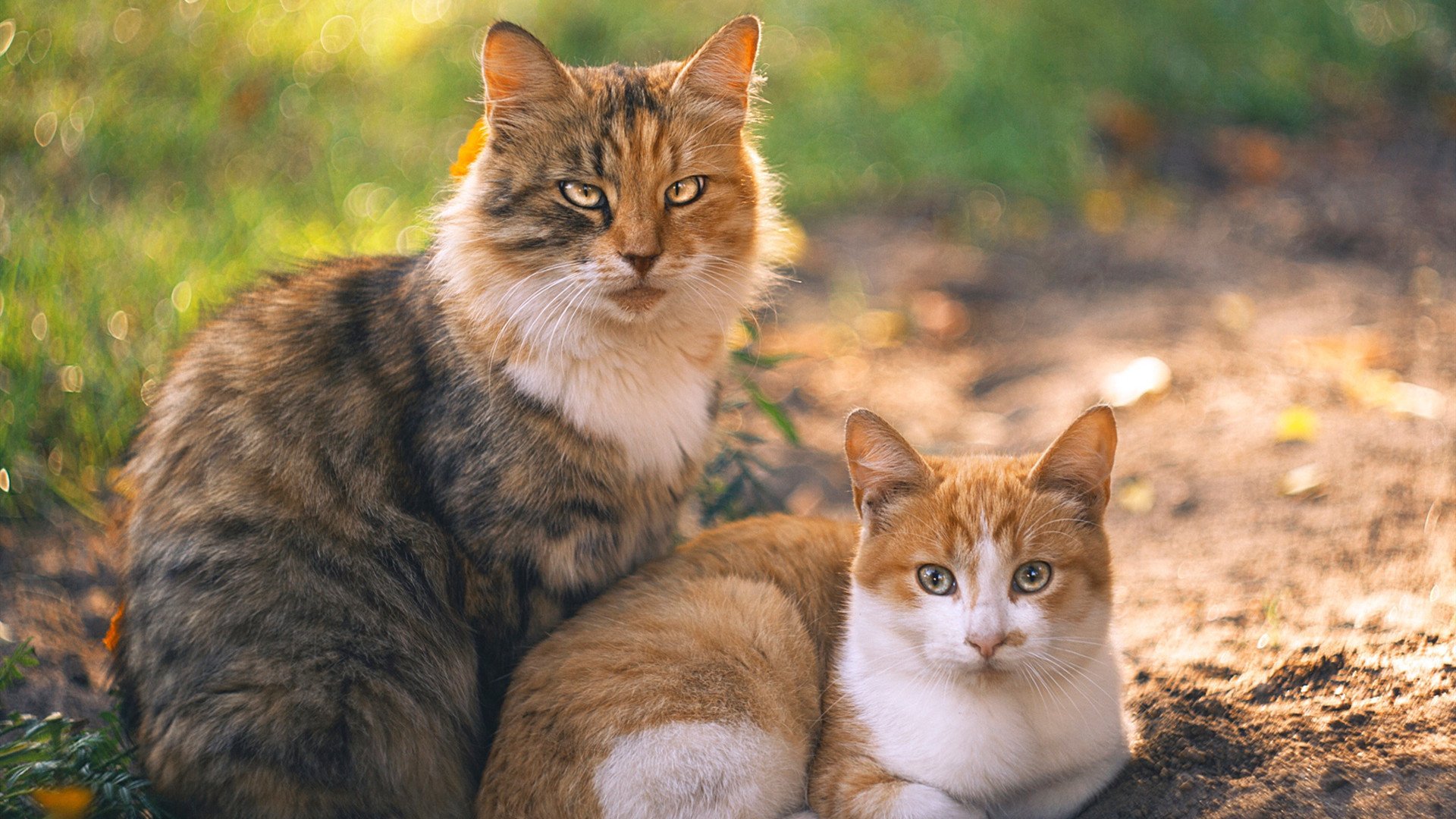 韩国铁闸封杀塞维利亚，欧冠决赛防守教科书