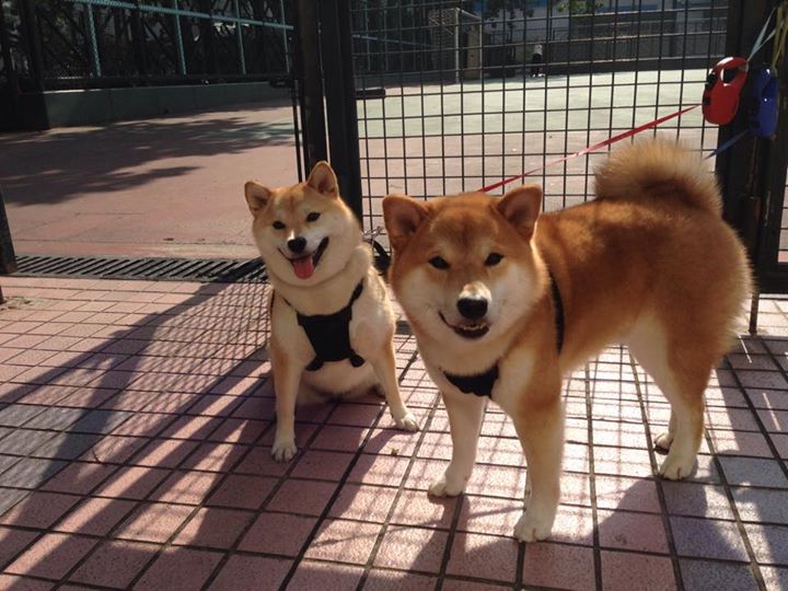 爱游戏在线-2026世界杯巅峰对决，那不勒斯强势晋级，勒沃库森虽败犹荣