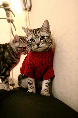 意甲焦点战的背后，荷兰旋风何以全面压制挪威