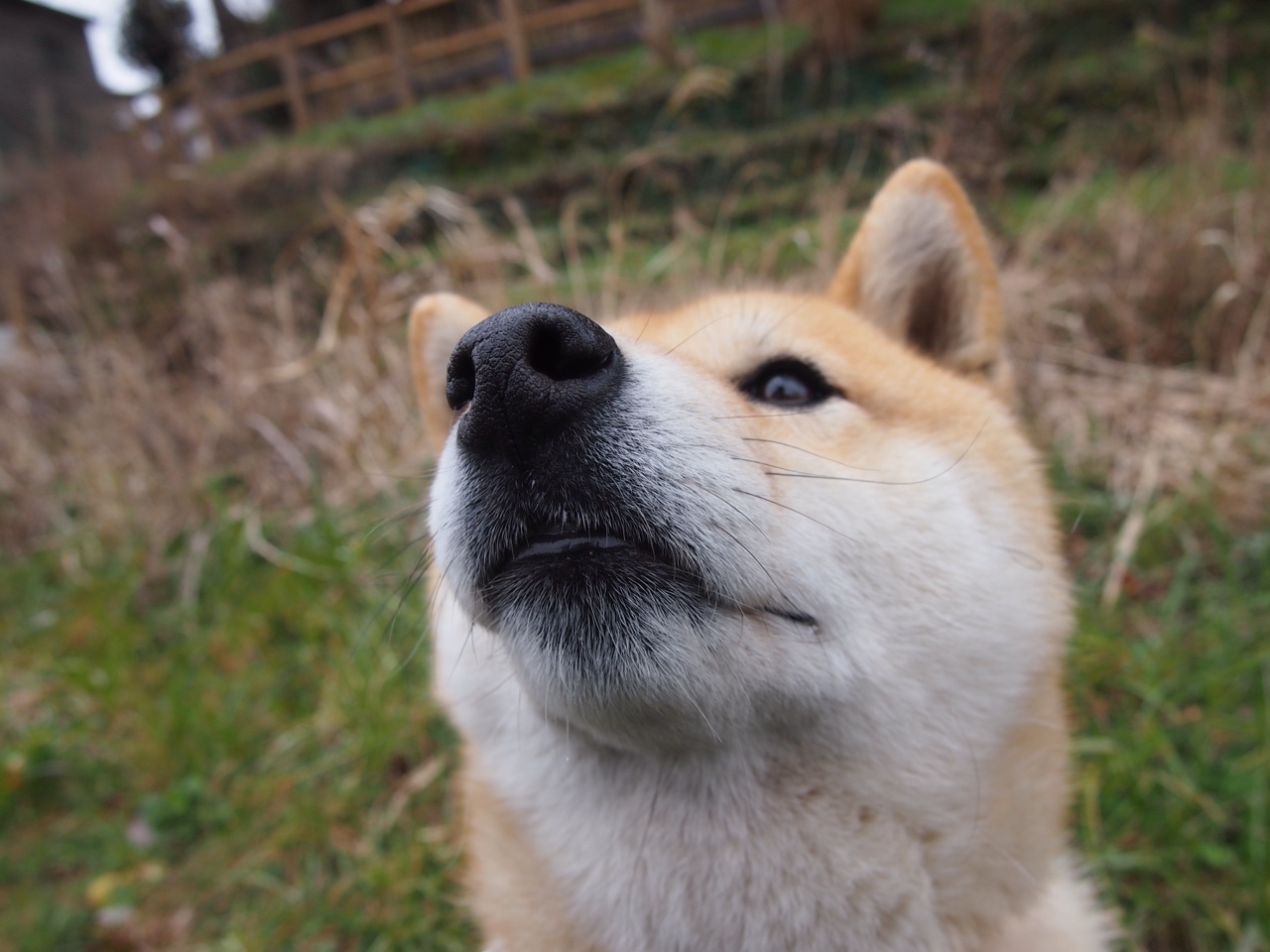 教科书般的统治力,帕尔默闪耀荷兰对阵芬兰之战,诠释完美中场艺术