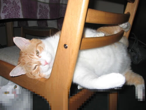 胜者独奏,当洛杉矶快船撕裂天山,凯尔特人之星照亮拜仁夜空