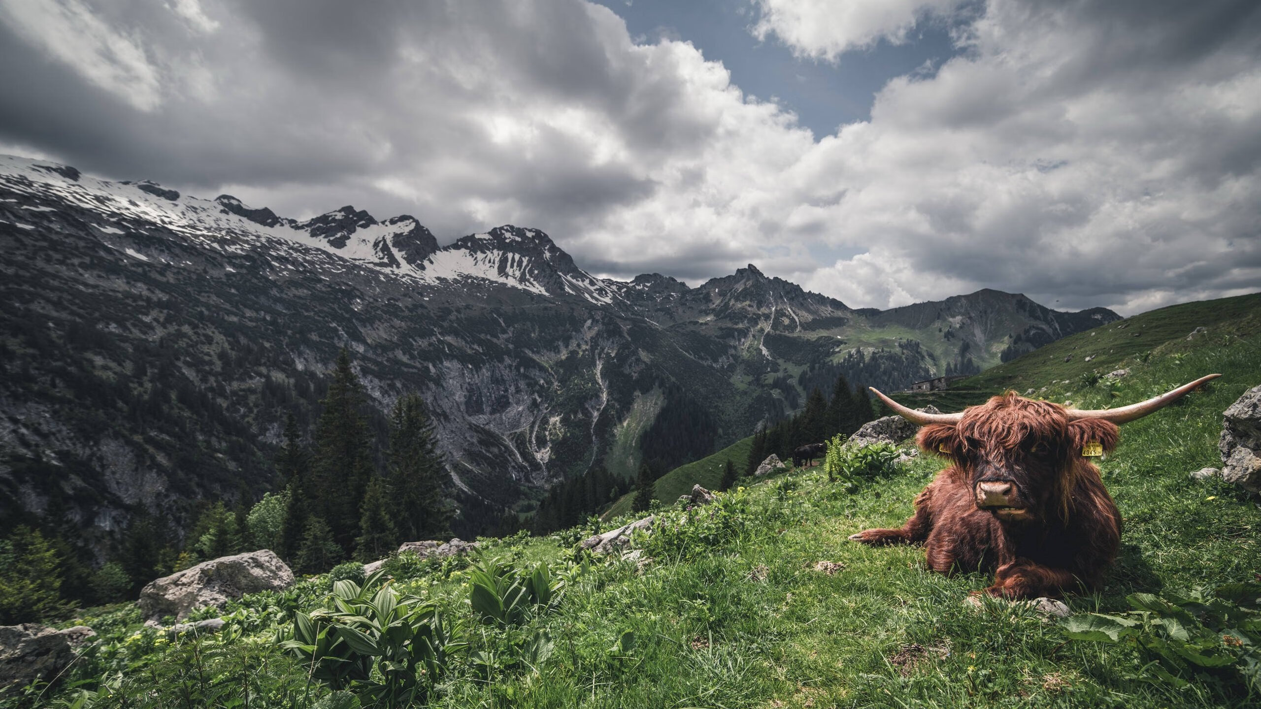 绿白风暴席卷南半球，英伦天才主宰争冠夜