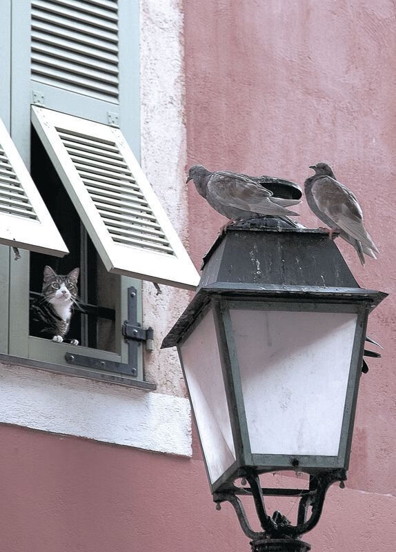 爱游戏-若日尼奥点射定乾坤，瑞士小组赛险胜加纳背后的战术博弈