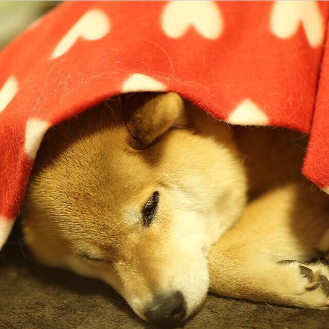 北京男篮末节逆转掀翻国王，拉梅洛表现堪称教科书