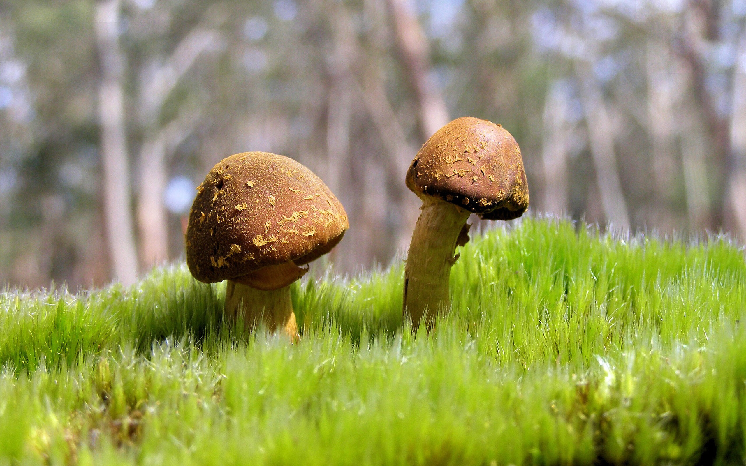 蒂亚戈之怒，当洪都拉斯用血性在圣西罗写下足球史诗