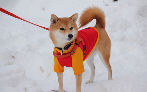 足球双星夜，三笘薰惊艳爆发，乌克兰生死战取胜厄瓜多尔